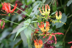 Gloriosa superba
